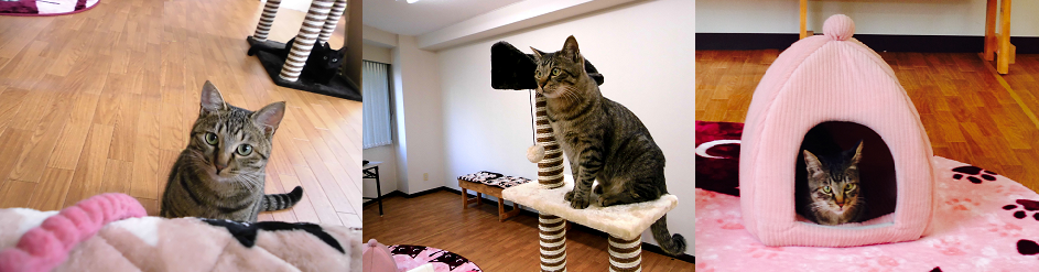 ゆったり猫と遊べる 大阪 難波 の隠れ家 猫カフェ Will